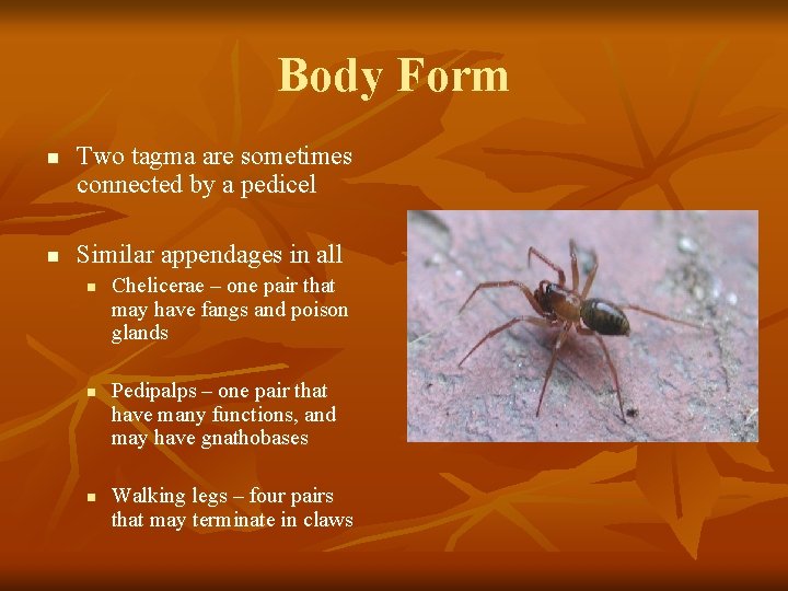 Body Form n n Two tagma are sometimes connected by a pedicel Similar appendages