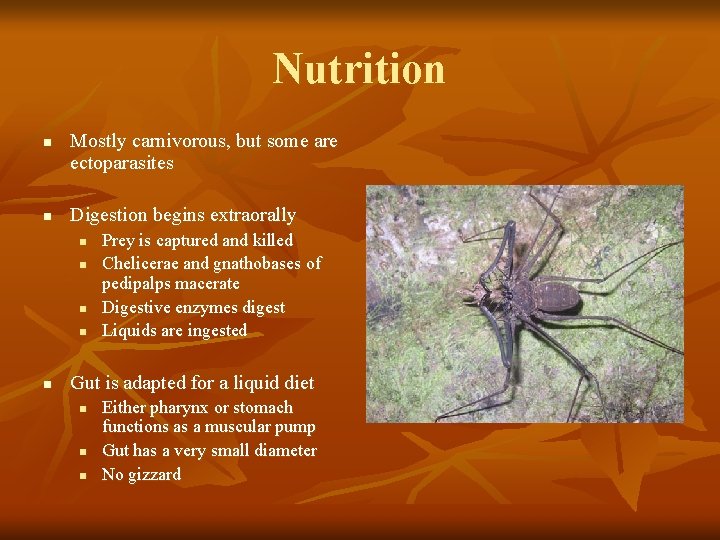 Nutrition n n Mostly carnivorous, but some are ectoparasites Digestion begins extraorally n n