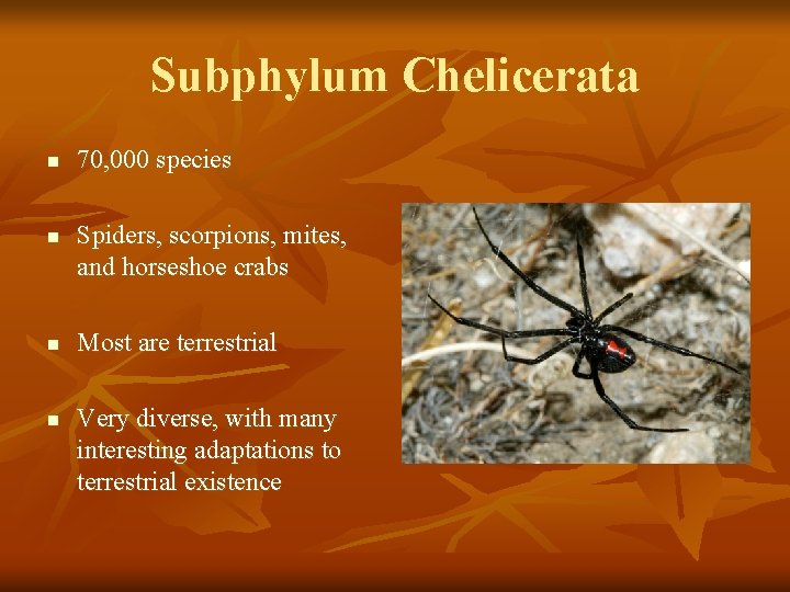 Subphylum Chelicerata n n 70, 000 species Spiders, scorpions, mites, and horseshoe crabs Most