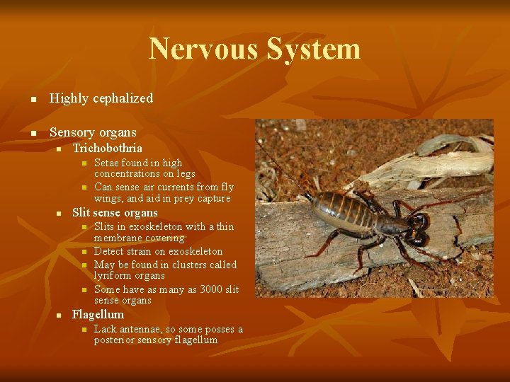 Nervous System n Highly cephalized n Sensory organs n Trichobothria n n n Slit