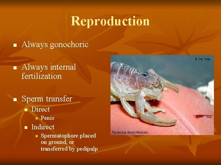 Reproduction n Always gonochoric Always internal fertilization Sperm transfer n Direct n n Penis