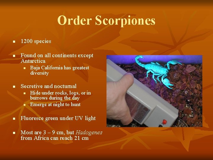Order Scorpiones n n 1200 species Found on all continents except Antarctica n n