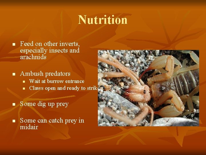 Nutrition n n Feed on other inverts, especially insects and arachnids Ambush predators n