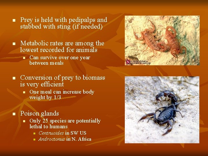 n n Prey is held with pedipalps and stabbed with sting (if needed) Metabolic