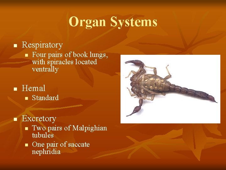 Organ Systems n Respiratory n n Hemal n n Four pairs of book lungs,