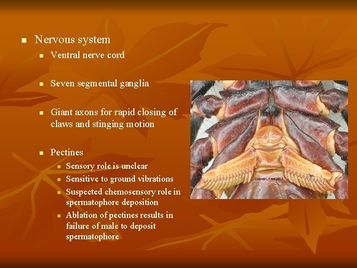 n Nervous system n Ventral nerve cord n Seven segmental ganglia n n Giant