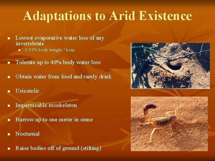 Adaptations to Arid Existence n Lowest evaporative water loss of any invertebrate n 0.
