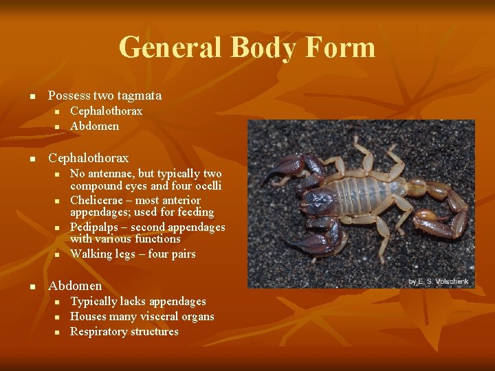 General Body Form n Possess two tagmata n n n Cephalothorax Abdomen No antennae,