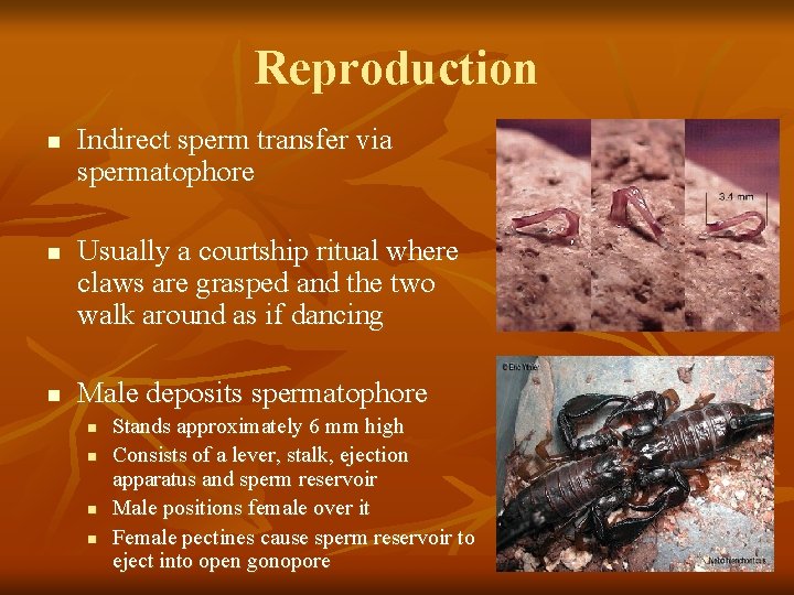 Reproduction n Indirect sperm transfer via spermatophore Usually a courtship ritual where claws are