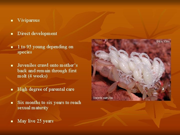 n Viviparous n Direct development n n n 1 to 95 young depending on