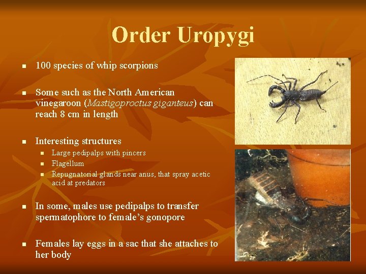 Order Uropygi n n n 100 species of whip scorpions Some such as the