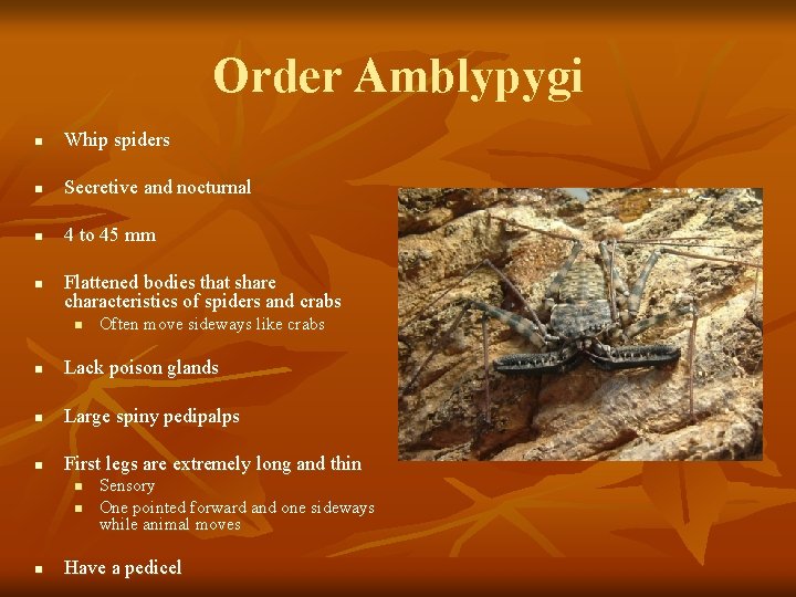 Order Amblypygi n Whip spiders n Secretive and nocturnal n 4 to 45 mm