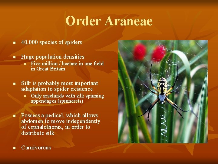 Order Araneae n 40, 000 species of spiders n Huge population densities n n