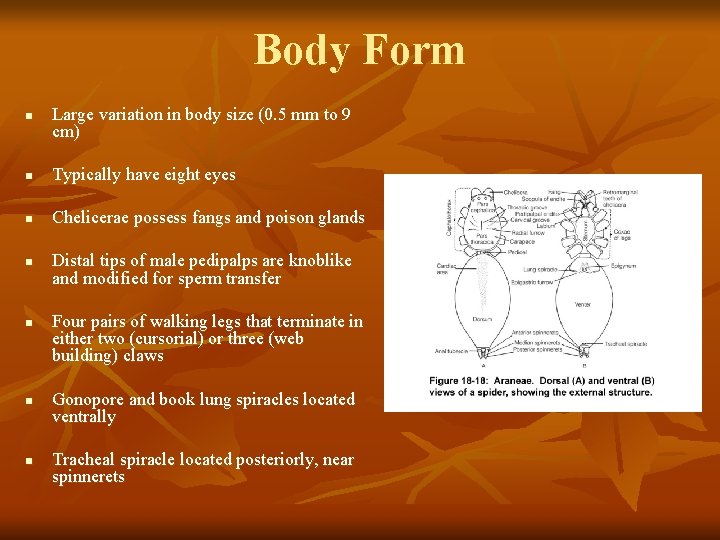 Body Form n Large variation in body size (0. 5 mm to 9 cm)