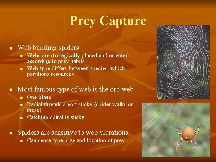 Prey Capture n Web building spiders n n n Most famous type of web