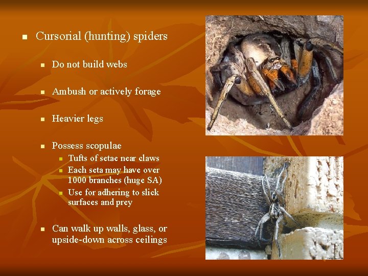 n Cursorial (hunting) spiders n Do not build webs n Ambush or actively forage
