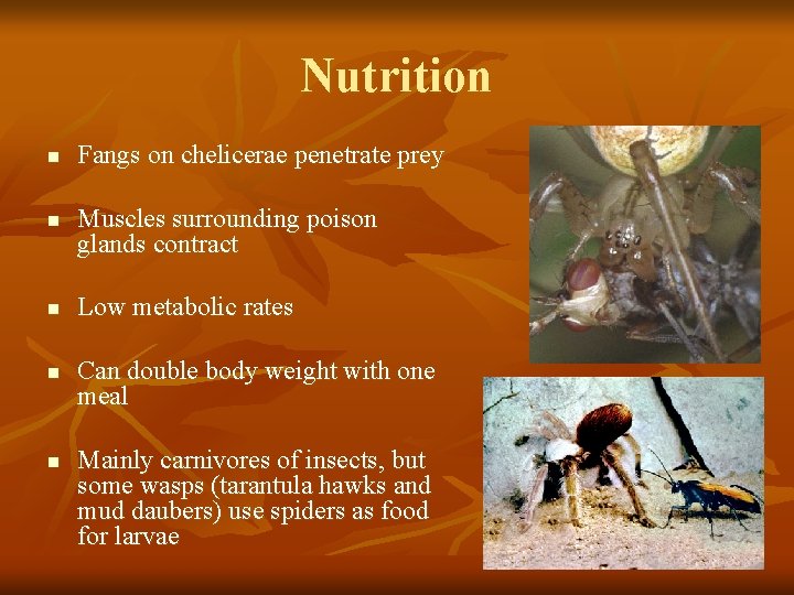 Nutrition n n Fangs on chelicerae penetrate prey Muscles surrounding poison glands contract Low