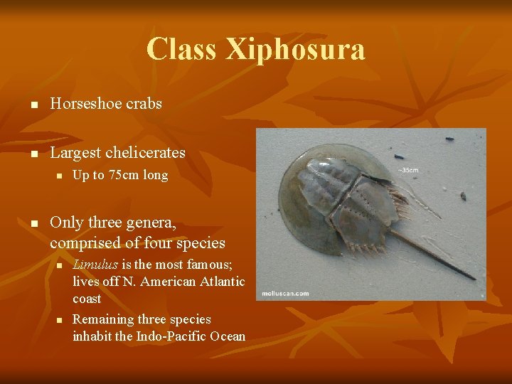 Class Xiphosura n Horseshoe crabs n Largest chelicerates n n Up to 75 cm