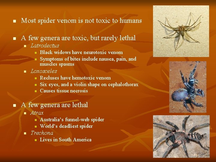 n Most spider venom is not toxic to humans n A few genera are