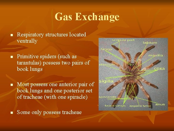 Gas Exchange n n Respiratory structures located ventrally Primitive spiders (such as tarantulas) possess