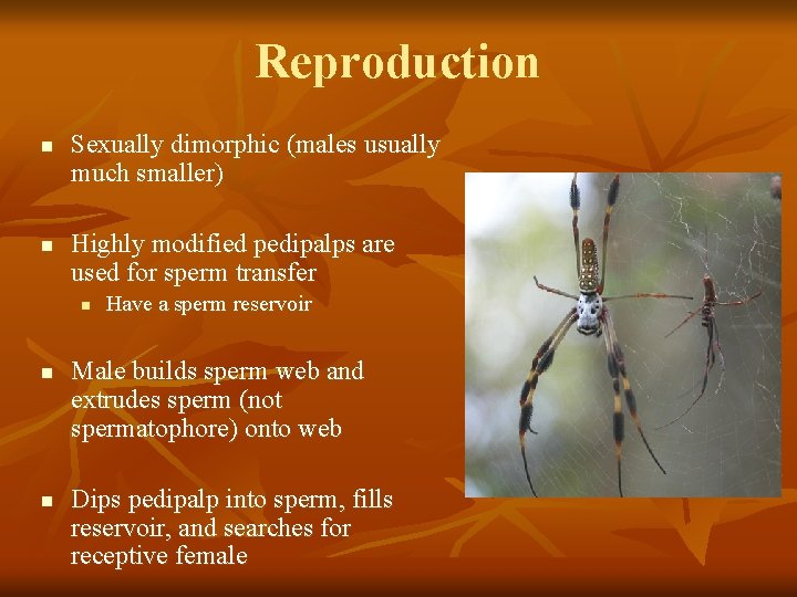 Reproduction n n Sexually dimorphic (males usually much smaller) Highly modified pedipalps are used