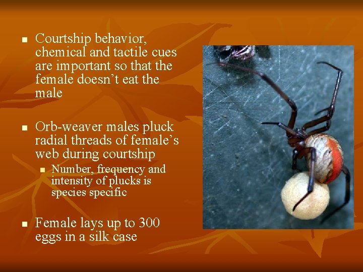 n n Courtship behavior, chemical and tactile cues are important so that the female