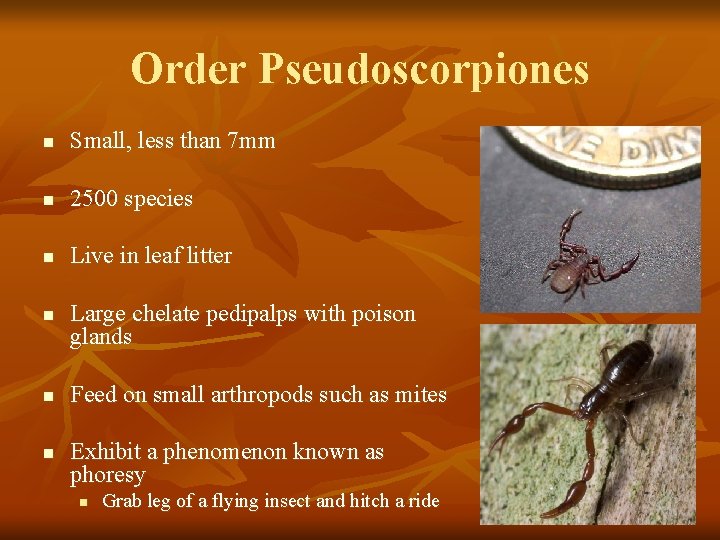 Order Pseudoscorpiones n Small, less than 7 mm n 2500 species n Live in