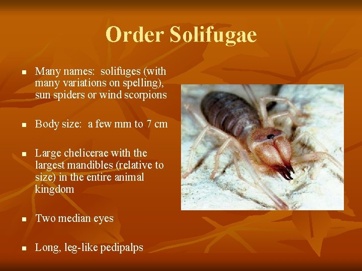 Order Solifugae n n n Many names: solifuges (with many variations on spelling), sun