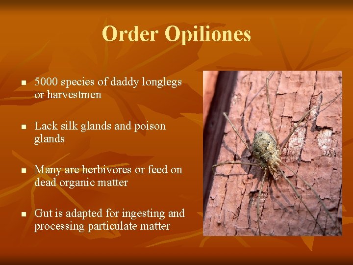 Order Opiliones n n 5000 species of daddy longlegs or harvestmen Lack silk glands