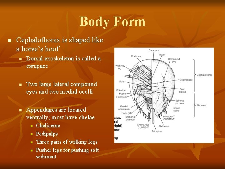 Body Form n Cephalothorax is shaped like a horse’s hoof n n n Dorsal