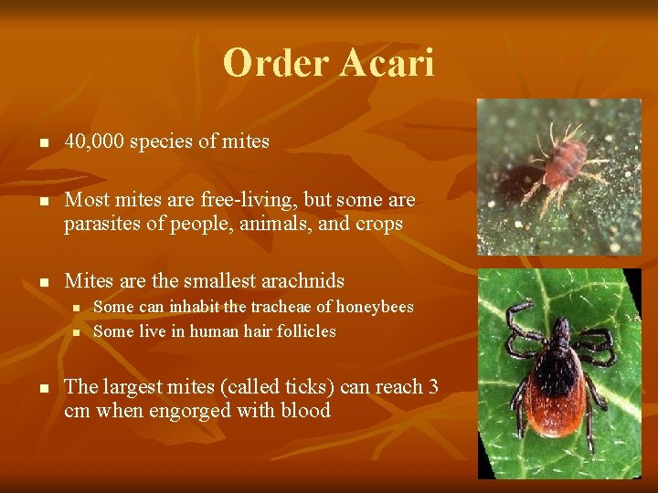 Order Acari n n n 40, 000 species of mites Most mites are free-living,