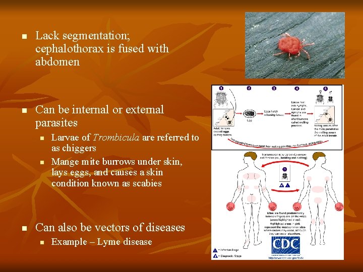 n n Lack segmentation; cephalothorax is fused with abdomen Can be internal or external