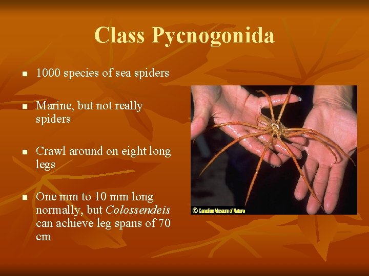 Class Pycnogonida n n 1000 species of sea spiders Marine, but not really spiders