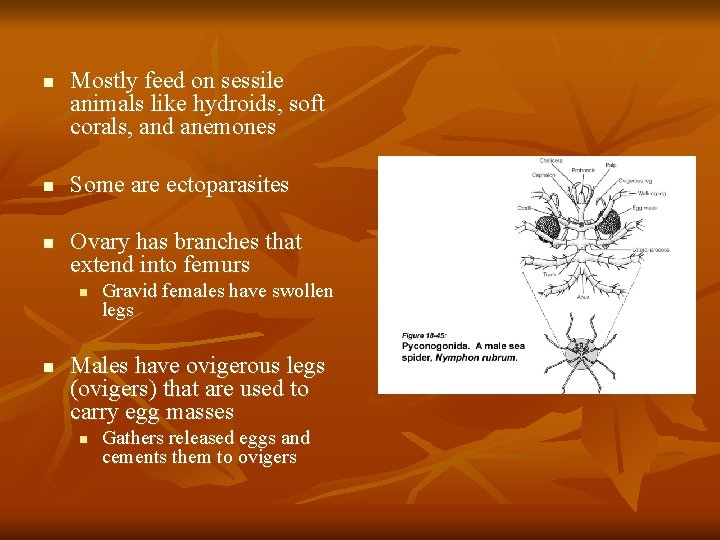 n n n Mostly feed on sessile animals like hydroids, soft corals, and anemones