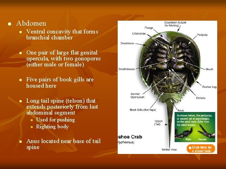 n Abdomen n n Ventral concavity that forms branchial chamber One pair of large