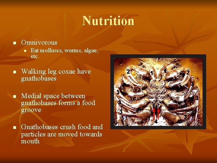 Nutrition n Omnivorous n n Eat molluscs, worms, algae, etc. Walking leg coxae have