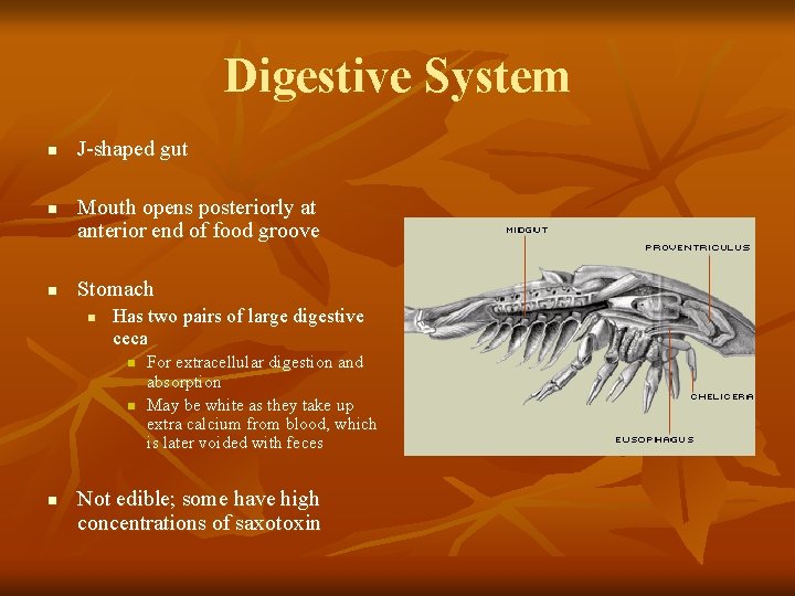 Digestive System n n n J-shaped gut Mouth opens posteriorly at anterior end of