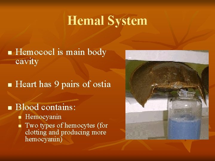 Hemal System n Hemocoel is main body cavity n Heart has 9 pairs of