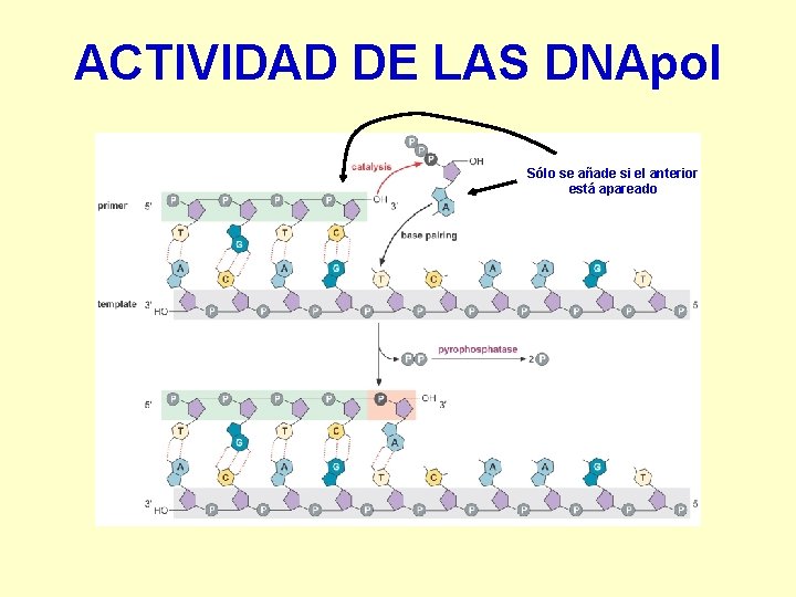 ACTIVIDAD DE LAS DNApol Sólo se añade si el anterior está apareado 