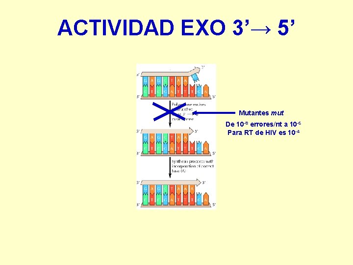 ACTIVIDAD EXO 3’→ 5’ Mutantes mut De 10 -8 errores/nt a 10 -6 Para