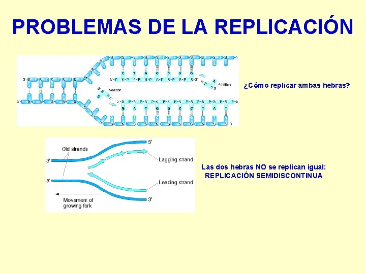 PROBLEMAS DE LA REPLICACIÓN ¿Cómo replicar ambas hebras? Las dos hebras NO se replican