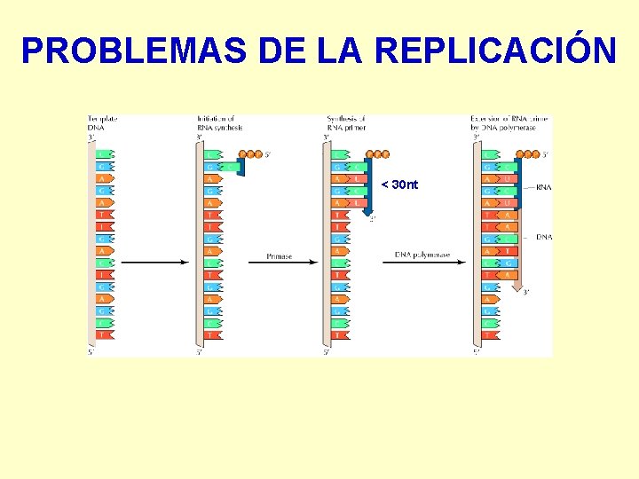 PROBLEMAS DE LA REPLICACIÓN < 30 nt 