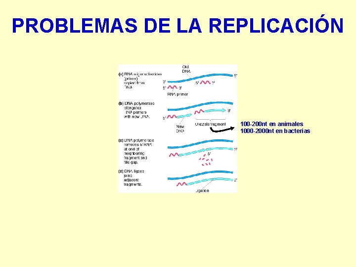 PROBLEMAS DE LA REPLICACIÓN 100 -200 nt en animales 1000 -2000 nt en bacterias