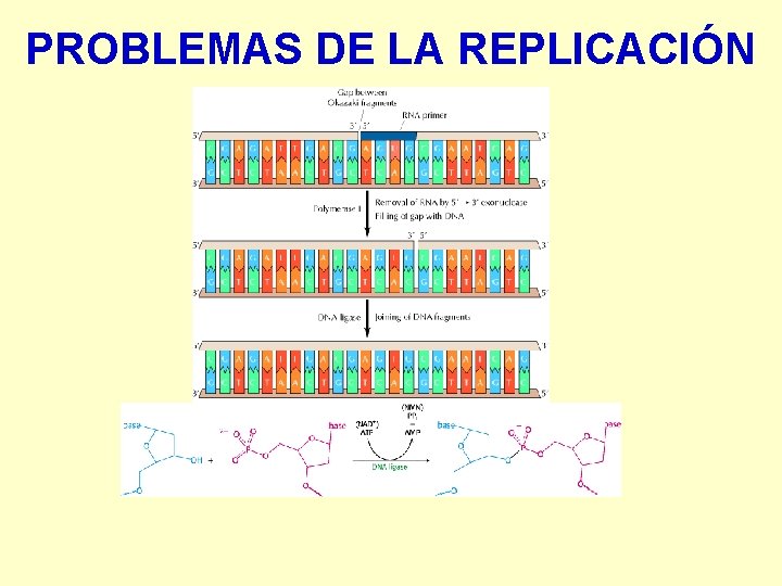 PROBLEMAS DE LA REPLICACIÓN 