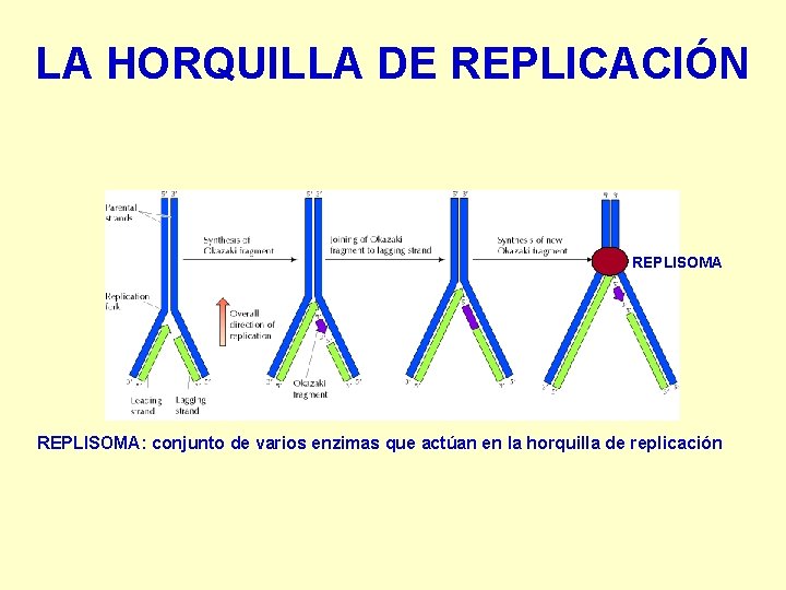 LA HORQUILLA DE REPLICACIÓN REPLISOMA: conjunto de varios enzimas que actúan en la horquilla