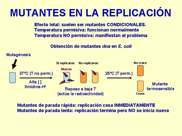 MUTANTES EN LA REPLICACIÓN Efecto letal: suelen ser mutantes CONDICIONALES. Temperatura permisiva: funcionan normalmente