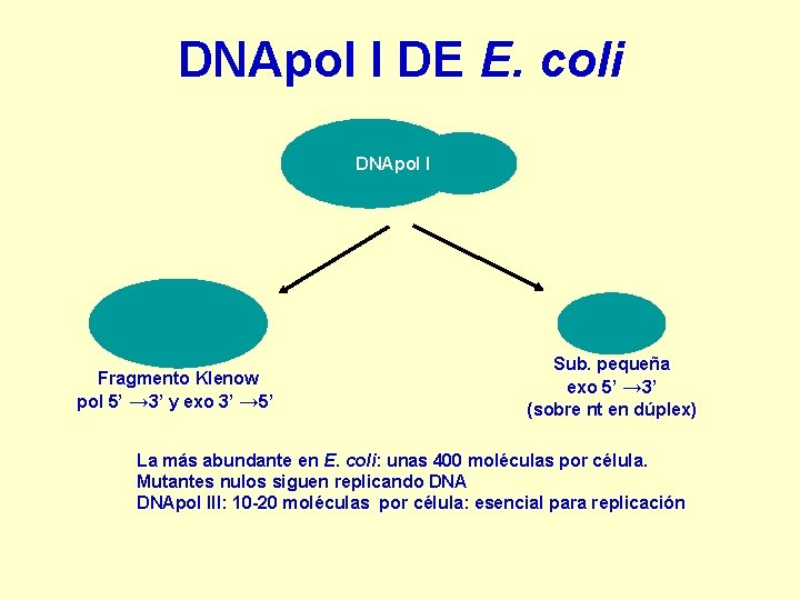 DNApol I DE E. coli DNApol I Fragmento Klenow pol 5’ → 3’ y