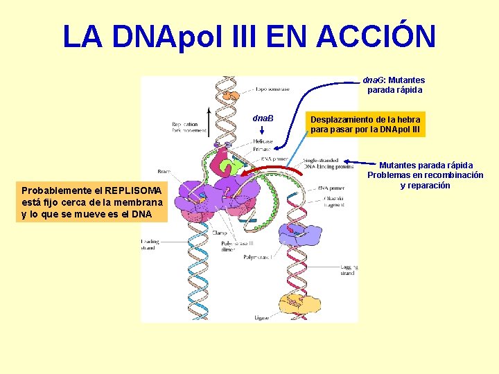 LA DNApol III EN ACCIÓN dna. G: Mutantes parada rápida dna. B Probablemente el