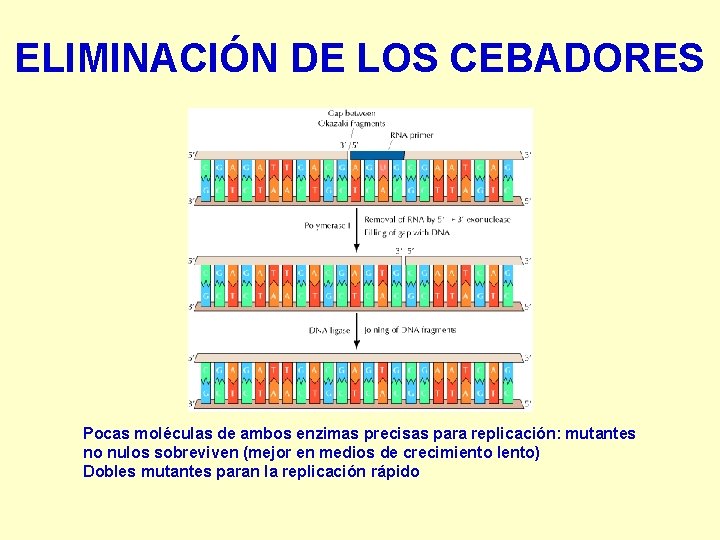 ELIMINACIÓN DE LOS CEBADORES Pocas moléculas de ambos enzimas precisas para replicación: mutantes no