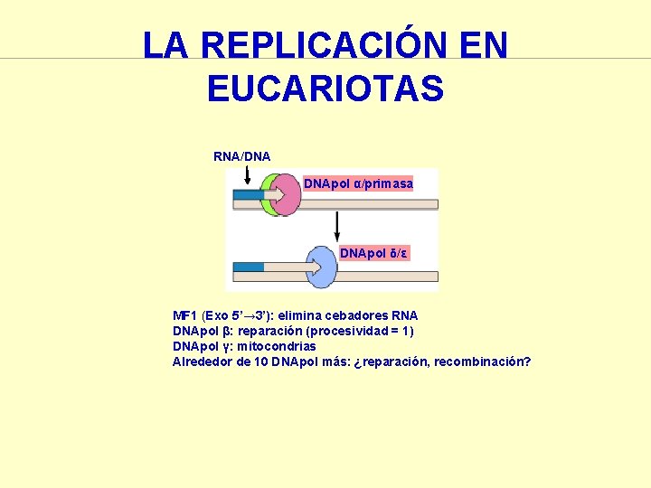 LA REPLICACIÓN EN EUCARIOTAS RNA/DNA DNApol α/primasa DNApol δ/ε MF 1 (Exo 5’→ 3’):